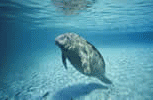 Manatee Screen Saver Preview Page