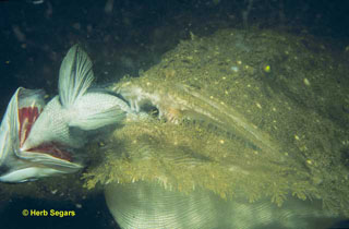 Monkfish