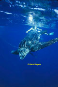 Leatherback Turtle