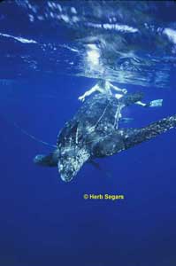 Leatherback turtle