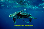 TUR-05-HS003-001