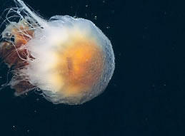 Lion's Mane Jellyfish