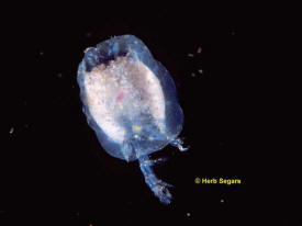 Hyperiidean Amphipod