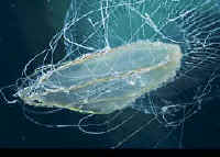 Many-ribbed Hydromedusae