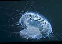 Many-ribbed Hydromedusae