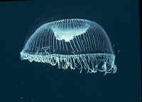 Many-ribbed Hydromedusae