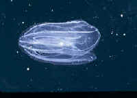 Leidy's Comb Jelly