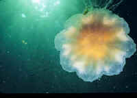 Lion's Mane Jellyfish
