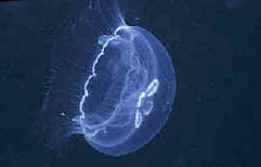 Moon Jellyfish