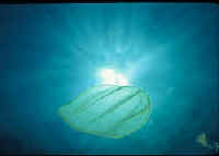 Ovate Comb Jelly