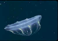 Ovate Comb Jelly