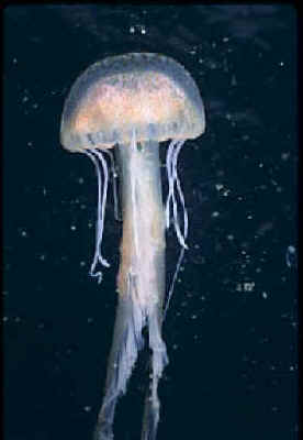 Purple Jellyfish