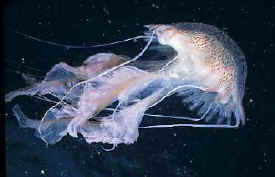 Purple Jellyfish