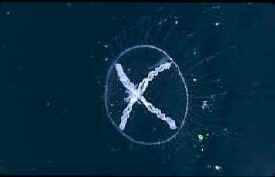 White Cross Hydromedusae
