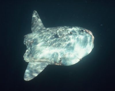 Ocean sunfish - Mola mola