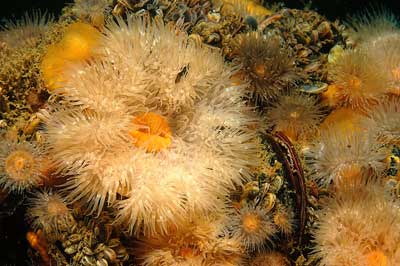 frilled anemones and blue mussels