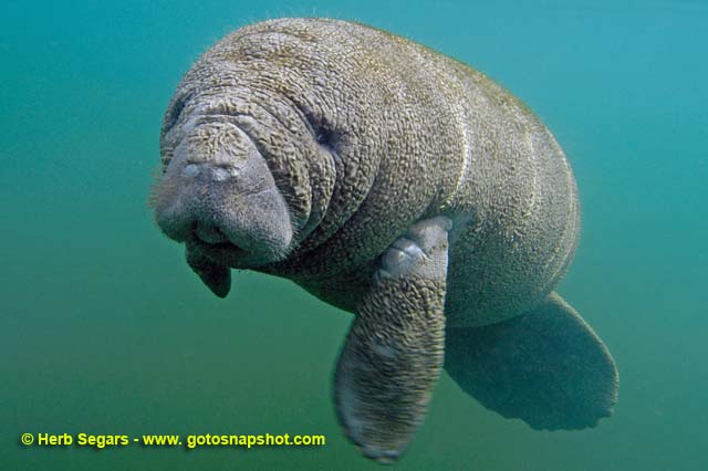 West Indian Manatee