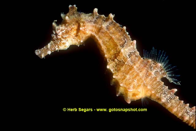 Lined seahorse
