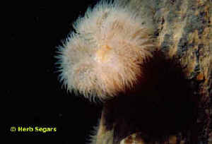 Frilled Anemone with one strobe