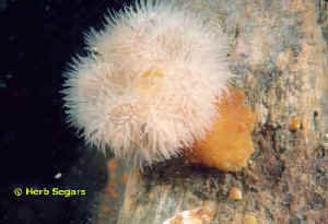 Frilled Anemone with two strobes or using reflector
