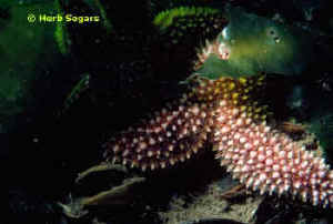 Starfish with single strobe