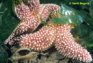 Starfish with dual strobes or reflector