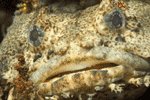 Mid-Atlantic Marine Fish