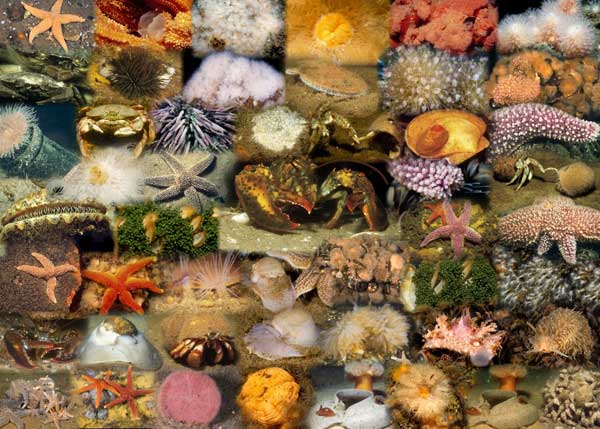 Mid-Atlantic Marine Invertebrates