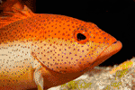 Tropical Marine Fish
