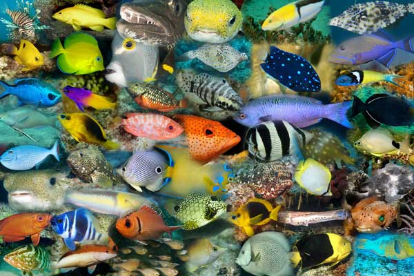 Tropical Marine Fish