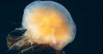 Jellyfish Screen Saver Preview Page