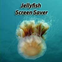 Jellyfish Screen Saver