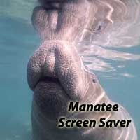 Manatee Screen Saver