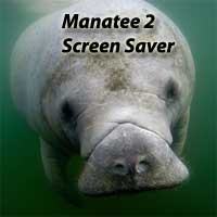 Manatee2 Screen Saver