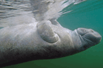 Manatee2 Screen Saver Preview Page