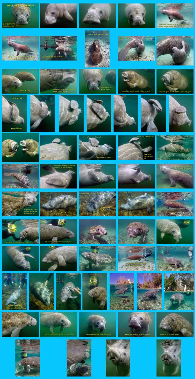 Manatee Screen2 Saver Preview