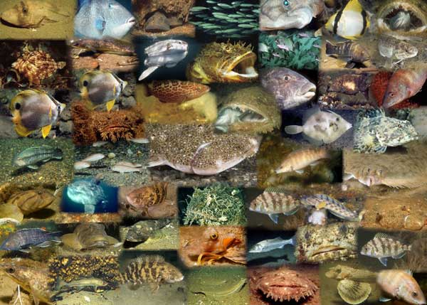 Mid-Atlantic Marine Fish