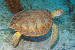 Turtle Screen Saver Preview Page