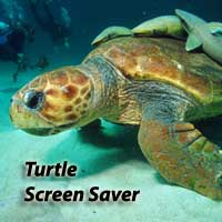 Turtles Screen Saver