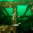 Artificial Reefs Screensaver