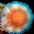 Jellyfish Screensaver