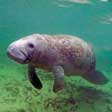 Manatee Screensaver
