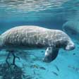 Manatee 2 Screensaver