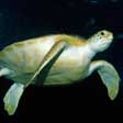 Turtle Screensaver