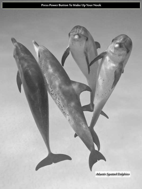 Marine Life Nook Black-and-White