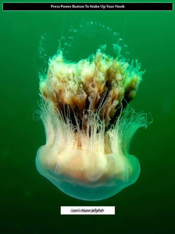 Jellyfish & Plankters Nook Color