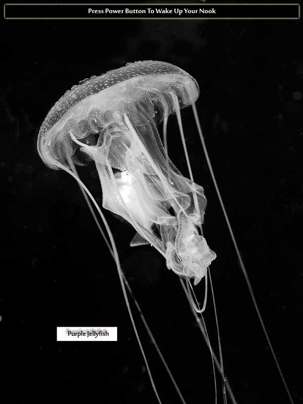 Jellyfish & Plankters Nook Black-and-White