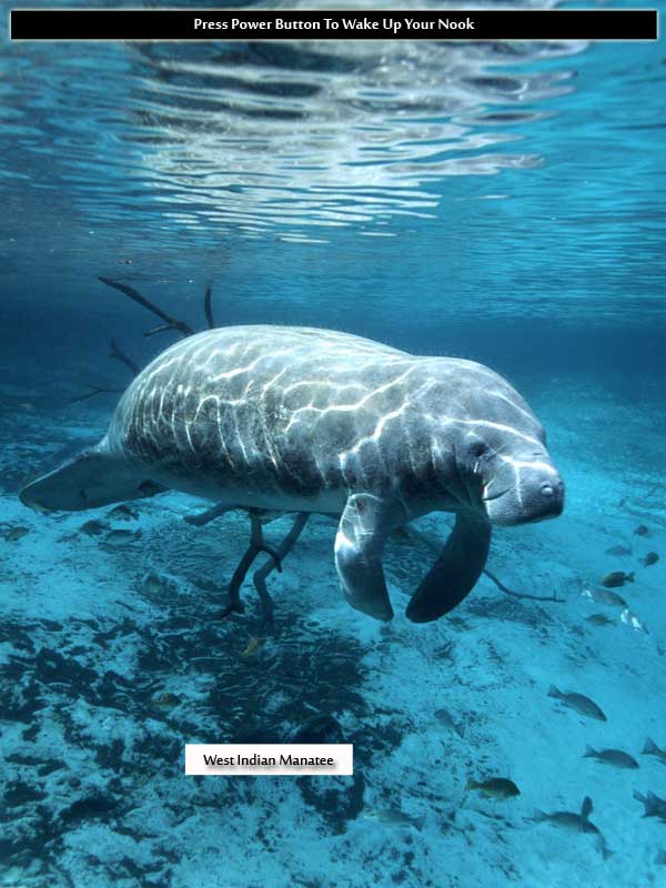 West Indian Manatee Nook Color