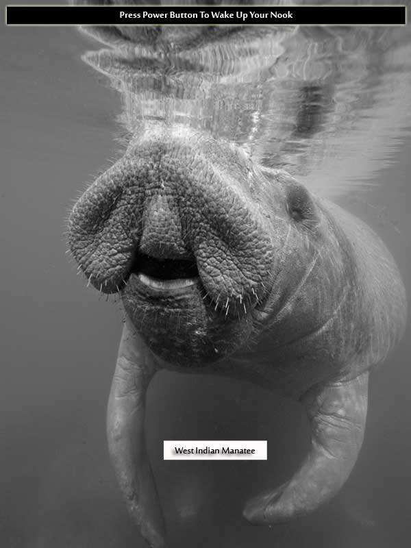West Indian Manatee Nook Black-and-White