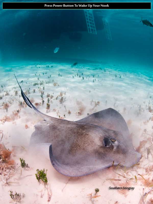 Marine Life Nook Color